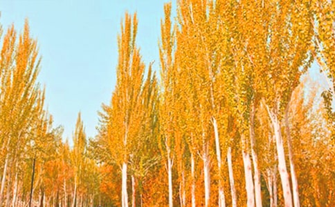 ���꼉�ח��С���P