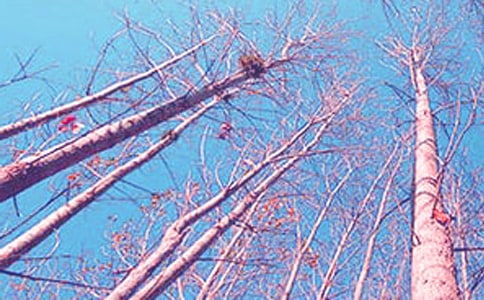 �P(gu��n)�ڰח�����