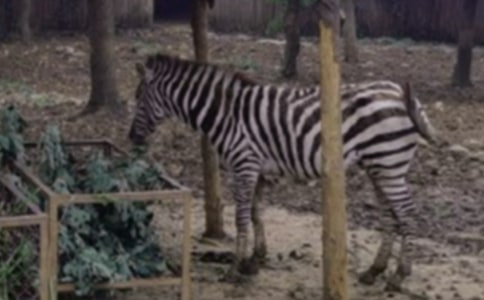 ���R���X��Ъ���Z(y��)�����