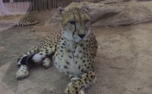 獅子與豹子的故事