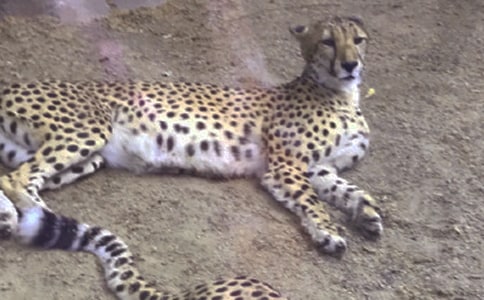 ��(m��ng)Ҋ(ji��n)������ʲôԢ��