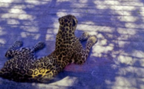 關(guān)于豹子的歇后語(yǔ)