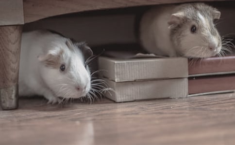 �ɐ۵�С�}(c��ng)�����Ľ�(j��ng)��(15ƪ)