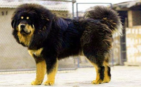 ������ɻ꡷�x���