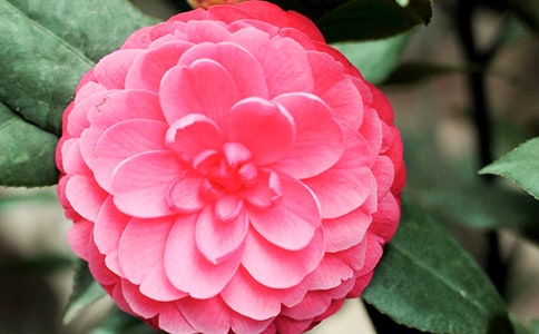 �P�ڲ軨������