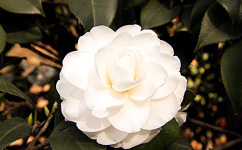 ɽ�軨����15ƪ������