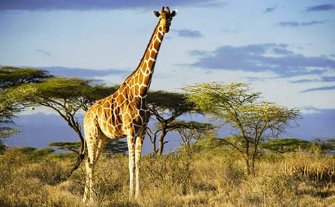 �L(zh��ng)�i¹���D��(xi��)Ԓ