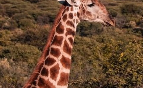 �L(zh��ng)�i¹���D��Ԓ�����A9ƪ��