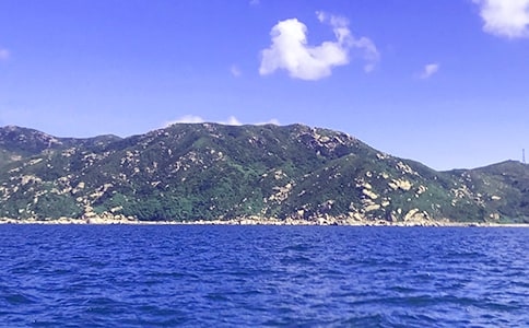 觀察胖大海作文