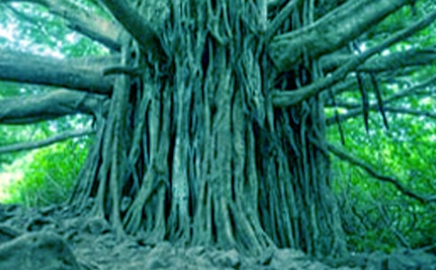 �����������(��(y��u)�x15ƪ)