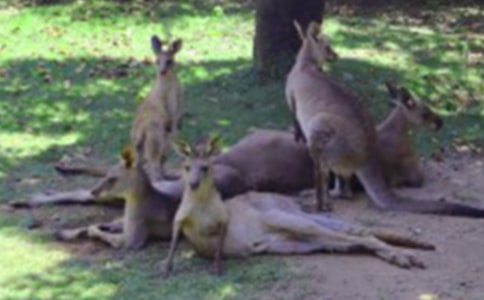 ���ĵļt����Ĺ���