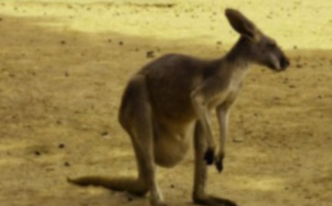 �ɐ۵Ĵ�������