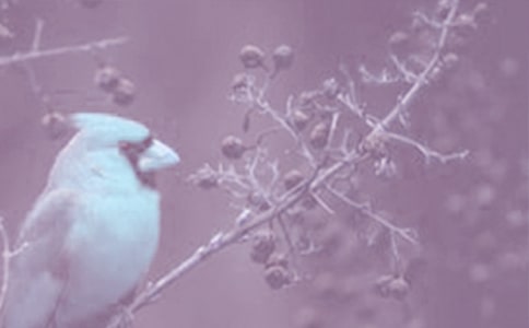 �L����ֲ�﹫�@