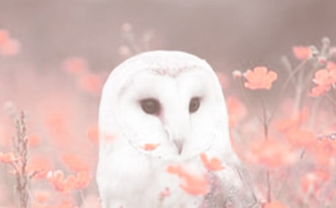 �L(zh��ng)����(d��ng)ֲ�﹫�@ -�Y��