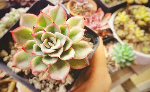 �ɐ۵Ķ�������