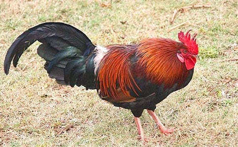 ���u����(���x15ƪ)