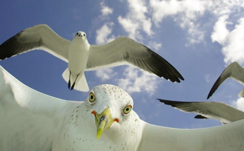 �x�����t�̼{ɭ���и�(15ƪ)