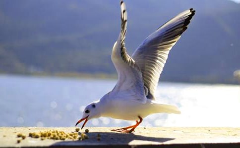 �L(f��ng)���е���ֻ���t���ģ����x10ƪ��