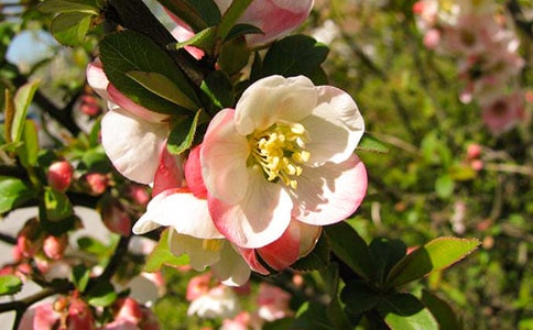 大魚海棠語錄經(jīng)典盤點