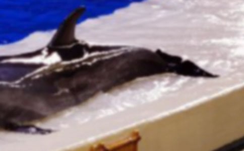 �������߶��W(xu��)���S��