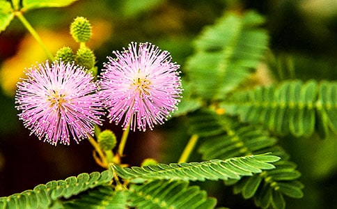 ���߲�����3ƪ