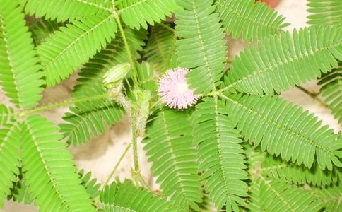 ���߲�����