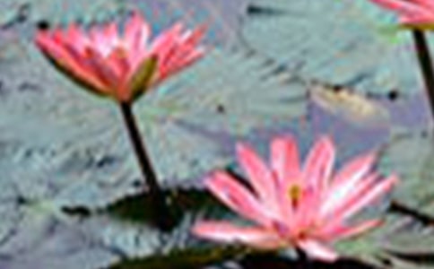 �����T���茑�ɻ���Ԋ��