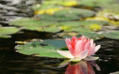 �o֪��ƽӹ�Ľ�(j��ng)���Z�