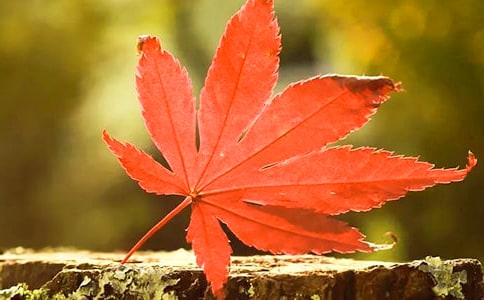 �t�~�����ģ�ͨ��38ƪ��