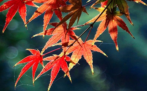 ���Aɽ�t�~���箋�A������