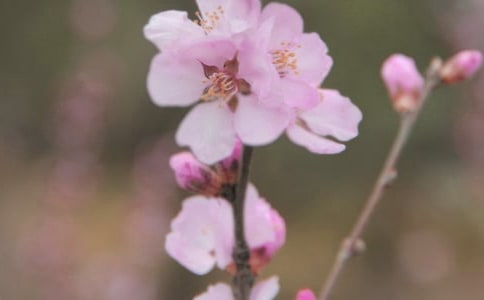 �T�˵Ļ�������