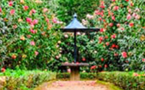 �ҼҵĻ��@����[��(j��ng)��9ƪ]