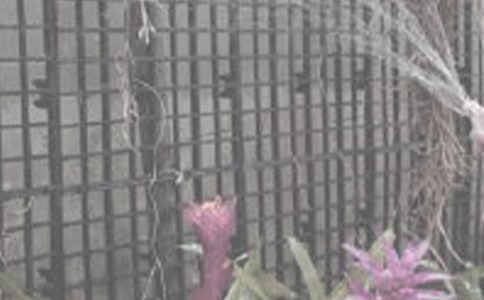 三年級(jí)澆花作文匯編10篇