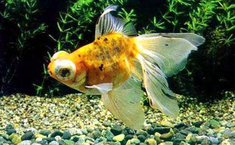 小金魚(yú)優(yōu)秀作文400字(熱)