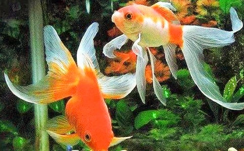 �ɐ�(��i)�Ľ��~(y��)�R����15ƪ��