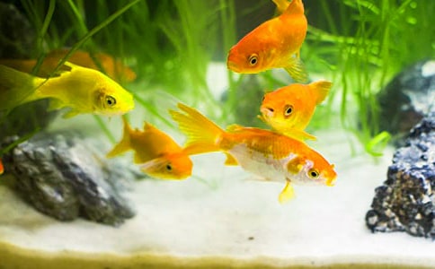 (���A)С���~����4ƪ