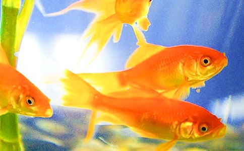 金魚的好詞好句好段