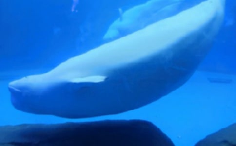 �����������{(l��n)ɫС�L�~�Ĺ��¼��c(di��n)�u