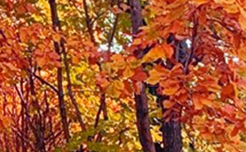 �茑������ɫԊ��