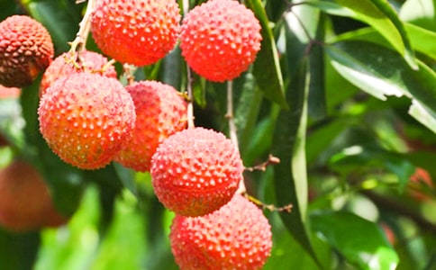 ժ��֦���ľ��x��5ƪ��