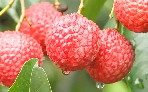 ����(y��u)�x��ժ��֦����8ƪ