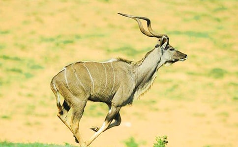 ��(m��ng)Ҋ(ji��n)������ʲôԢ��