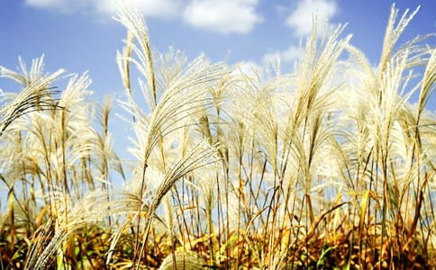 �JȔٝ����