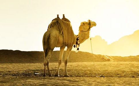 �x���񄡷�и�