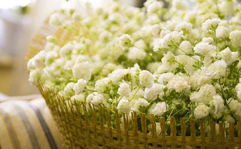 滿天星優(yōu)秀作文