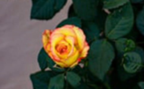 С¹��õ�廨��˼