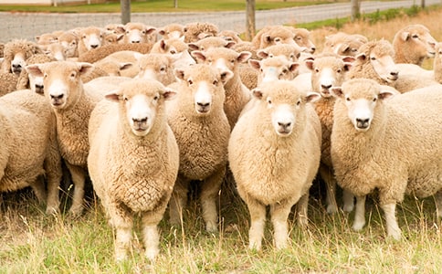 ��(m��ng)Ҋ(ji��n)�d����ʲôԢ��