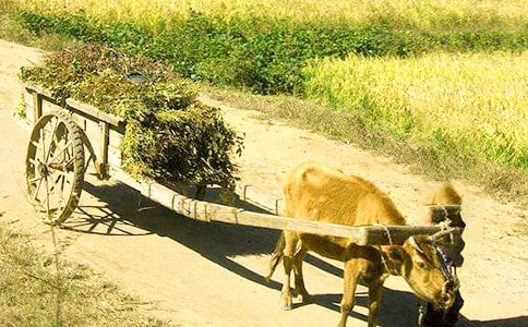 父親的老牛車作文