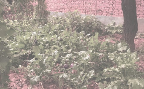 �茑�r(n��ng)�����Ъ���Z�����x120�䣩