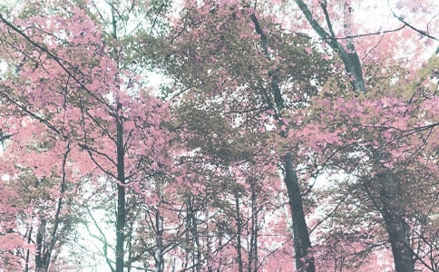 ���P(gu��n)�＾��Ԋ��